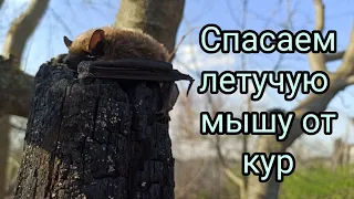 СПАСЕНИЕ ЛЕТУЧЕЙ МЫШИ. Едем на поле