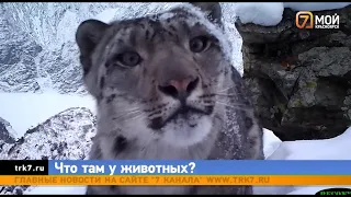 Котята снежного барса на юге Красноярского края отбились от матери и стали самостоятельными