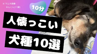 【犬図鑑】かわいすぎる♪人懐っこいおすすめ犬種の動画集 -かわいいワンちゃん動画を解説付きでつめこみました🐾
