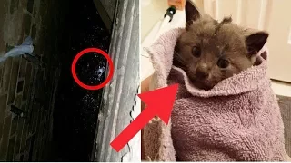 This Kitten Was Stuck In A Deep Storm Drain Crying For Help, See What Happens Next