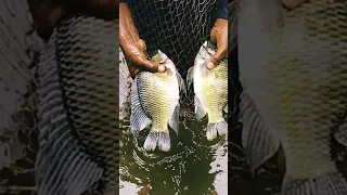 How to differentiate b/w male female?|Tilapia brooders|Pair of mature fish|Techniques fish handling