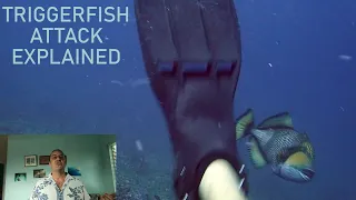 Triggerfish Attack Explained