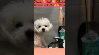 Funny Dogs and Cats Videos | New funny Animal | Funny Animal fails 2024 #funnydogs #funnycats #memes