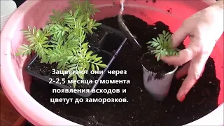 Выращиваем бархатцы Тайшан.