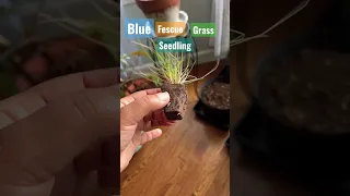 Blue Fescue Grass #gardening #homesteading #plants #seedstarting #planttips #bluefescuegrass #grass