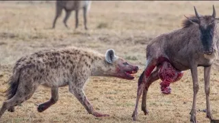 Wildebeest Struggles for Survival Against Lone Hyena Attack | Graphic