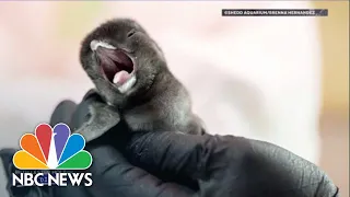 Meet The Shedd Aquarium’s Cute New Additions | Nightly News: Kids Edition