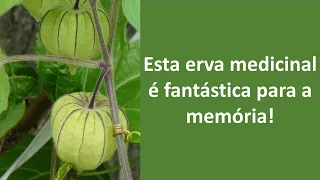 Esta erva medicinal é fantástica para a memória! | Dr. Marco Menelau