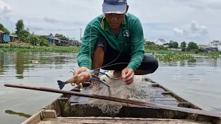 chú sáu chài bữa nay trúng nhiều loại cá lắm mọi người có tôm càng xanh với cá chiêm mọi người