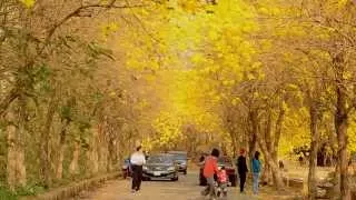 風鈴木－全台最美黃金風鈴木步道 Marvelous Golden Trumpet Tree Sidewalk in Chiayi, Taiwan.