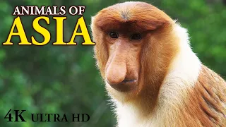Animals of Asia: 4K Documentary