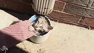 Kitten Stuck In Air Vent Gets Rescued And Finds A Family