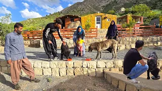 return Teddy: Amir's family was happy to see their beloved dog