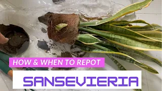 How and when to repot Sansevieria plant||Snake plant||Repotting method||Backyard Gardening