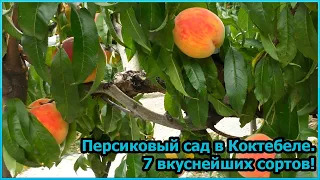 Персиковый сад в Коктебеле. 7 вкуснейших сортов! [№26]