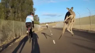 Kangaroo Launches Itself at Cyclist | When Kangaroos Attack