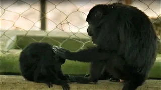 Botfly Larvae Removed From Monkey's Neck | Jungle Animal Hospital | BBC Earth