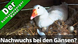 Nachwuchs bei den Gänsen?