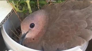 Baby Laughing Dove: Growth Stages (real time Video)