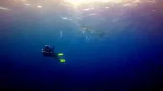 Shark Diving in Azores GoPro 4 Raw Footage 1080 HD