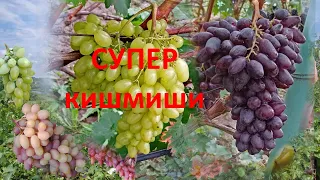 @Новый виноград  Кишмиш Арарат и кишмиш Близнец