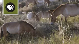 The Wild Horses That Beat Extinction