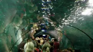 Shark Tunnel - Loro Parque - Tenerife