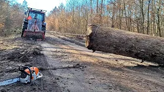 Felling large oak trees by the asphalt road, Amles, Stihl ms 500i, Zetor, Working in Forest, Felling