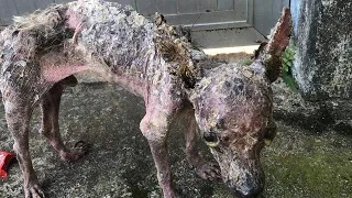 Rescue puppy was thrown hot water in the street, no reaction, Without words for so much  suffering