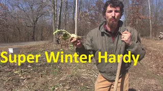 6 Easy Plants Winter Won't Kill