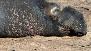 Elephant Seal Mother Fiercely Protects Pup From Young Male