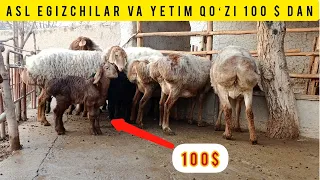 ASL EGIZCHILAR KELDI SHOSHILAMIZ SONI CHEKLANGAN