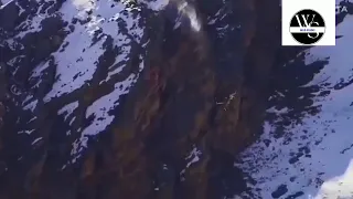 Ultimate 4k hd video..Snow leopard falls off a cliff while hunting." #viralvideo.