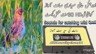 Use this sound to catch quail at night /batair ki awaz rat k lia