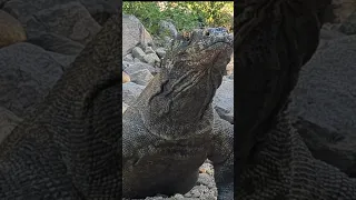 komodo king ,after a nice feast #komodo #komododragons #komodo dragon