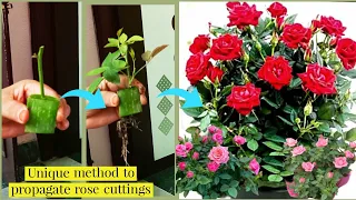 Simple & Best Method To Propagate  Rose Cuttings With Natural Rooting Hormone | Rose Plant | Rose