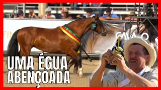 GRANDE FINAL DA MORFOLOGIA DO CAVALO CRIOULO 2022