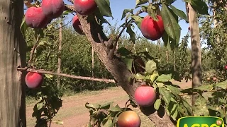 En Río Negro Celestino Hnos. va del campo a la exportación (#710 2017-03-11)