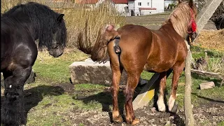 Паровка йде повним ходом🔥💪Жеребець на паровку❤️наші коні😎ще одна подруга Алана👍