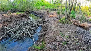 Beaver Dam Removal! || Have The Beavers Started Rebuilding Father Beaver Dam!? Part 6