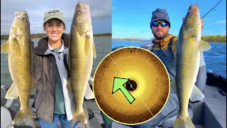 Fishing for BIG Fall Walleyes in Shallow Water!