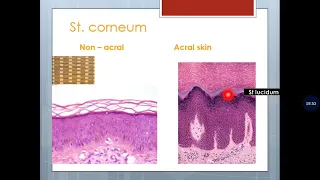 Basic Dermatopathology (1): Histology I