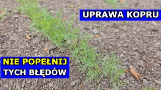 Błędy w Uprawie Kopru. Dlaczego Koper PADA. Jak uprawiać Koper ogrodowy. Mszyce, Sąsiedztwo, Rozstaw