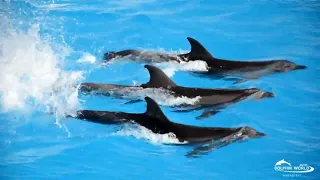 DOLPHIN SHOW IN HURGHADA