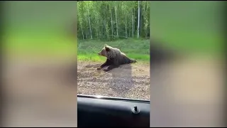 В Ханты-Мансийске ищут вышедшего в город медведя