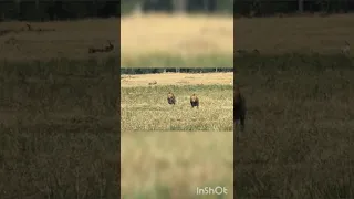 Two male lions watch a rival male in masai mara