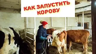 ВАЖНО! КАК ЗАПУСТИТЬ КОРОВУ.ОШИБКИ  КОРМЛЕНИЯ В СУХОСТОЙНЫЙ ПЕРИОД И ПОСЛЕ ОТЁЛА