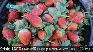 কৃষি ফসলের মধ্যে খুব কম সময়ে অধিক লাভ স্ট্রবেরি চাষে | Strawberry cultivation | RtvKrishi