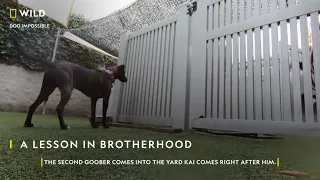 A Lesson in Brotherhood | Dog Impossible | Nat Geo Wild