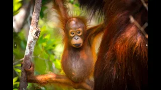 Orangutan Stock Footage | Running Wild Media